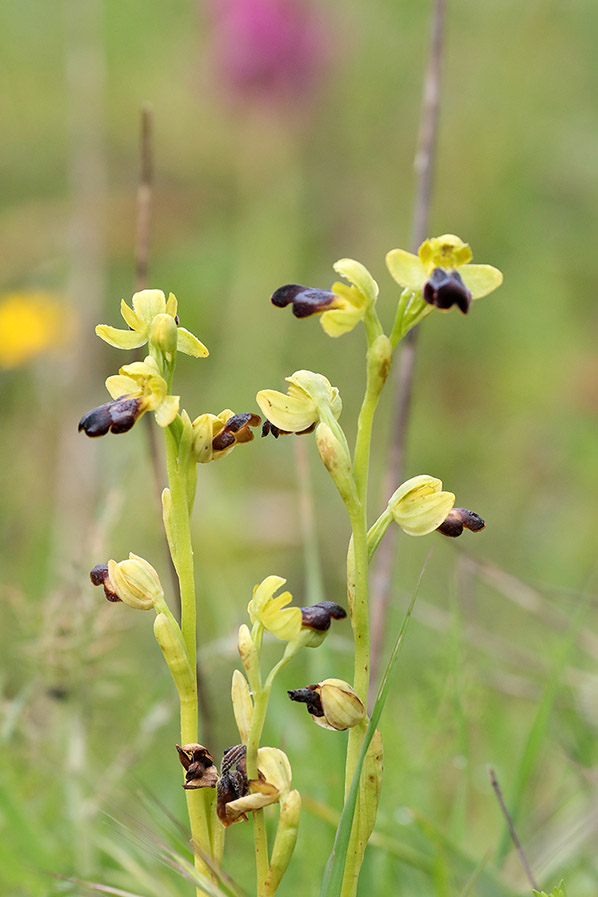 Bruine orchis